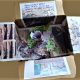 Walk26_Aya_below_the_surface_1 Walk26_Aya_below_the_surface_1